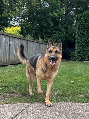 Your Dog Gets Their Mobility Back
