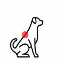 BACK PAIN